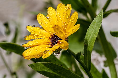 selected focus photo of yellow flower in bloom with water droplets thumbnail