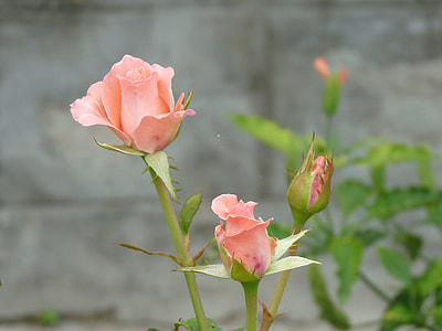 two pink rose flowers close-up photo thumbnail