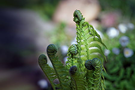 closeup photography of fern plant thumbnail