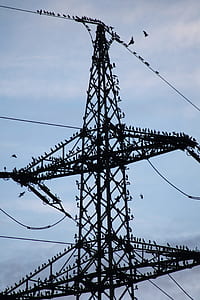 birds perching on transmission tower thumbnail
