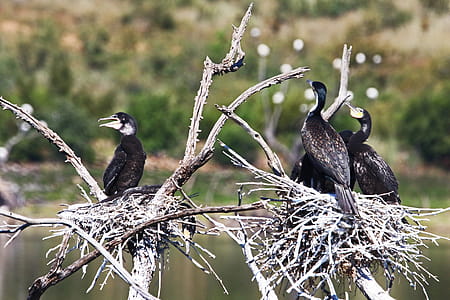 Close-Up Photography of Black Birds Perched on Branch thumbnail