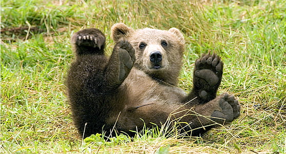 black bear lying on green grass field during daytime thumbnail