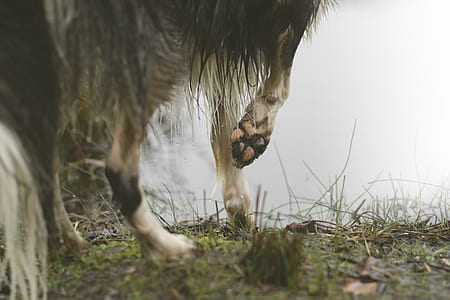 wolf paws in front of calm water at daytime thumbnail