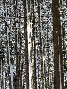 snow covered trees thumbnail