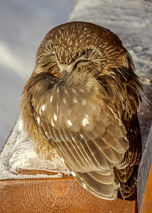 brown owl on brown wooden surface thumbnail