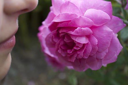 selective focus photography of person smelling pink petaled flower thumbnail