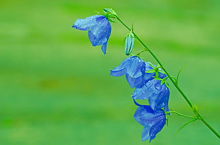 blue petaled flowers with dew drops thumbnail