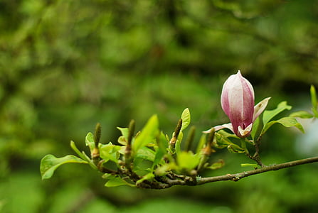 selective focus photography of pink Magnolia flower thumbnail
