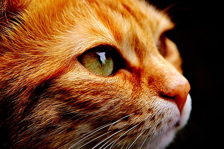 orange Tabby cat thumbnail