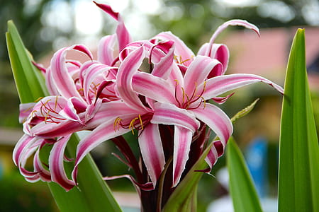 close up photography of pink and white petaled flowers thumbnail