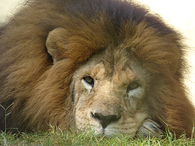 brown lion lying on green grass thumbnail