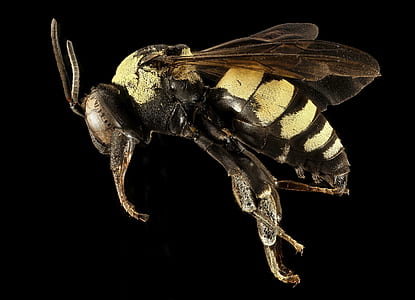 yellow and black flying insect thumbnail