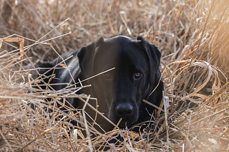adult black Labrador retriever lying on brown grass field thumbnail