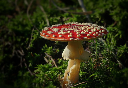 red and yellow mushroom on green grass thumbnail
