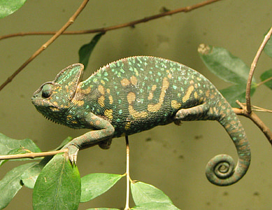 green chameleon on tree branch thumbnail