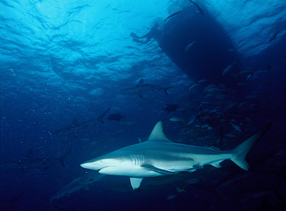 bull shark thumbnail