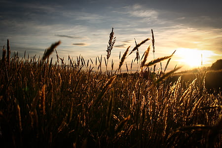 Close Up Image of Brown Grass over Clear Sky thumbnail