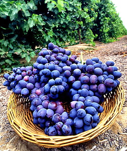 bunch of red grapes thumbnail