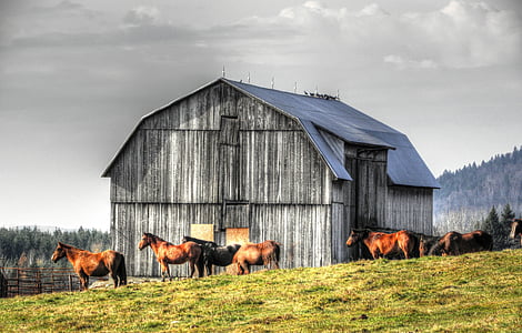 horses by the barn thumbnail