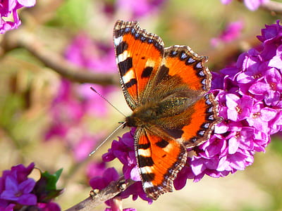 close up photo of orange, black, and white butterfly thumbnail