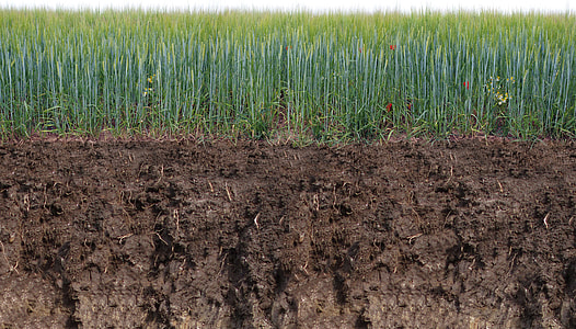 green grass field thumbnail