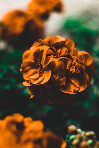 photo of brown flower thumbnail
