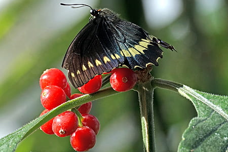 macro photography of black longwing butterfly thumbnail