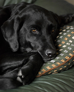 adult black Labrador retriever resting on top of pillow thumbnail