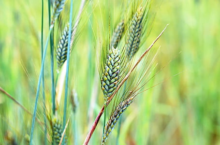 selective focus photography of grains thumbnail