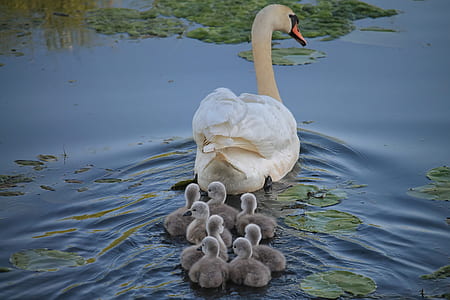white swan on body of water thumbnail
