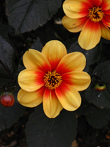 yellow-and-red single-petaled dahlia flowers thumbnail