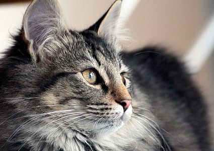 macro photography of brown Tabby cat thumbnail