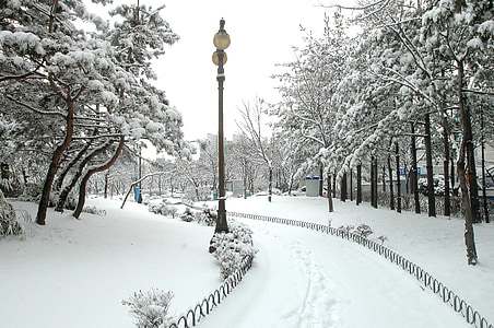 post lamp on street surrounded by trees covered with snow at daytime thumbnail