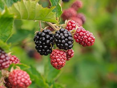 raspberry fruit on macro shot thumbnail