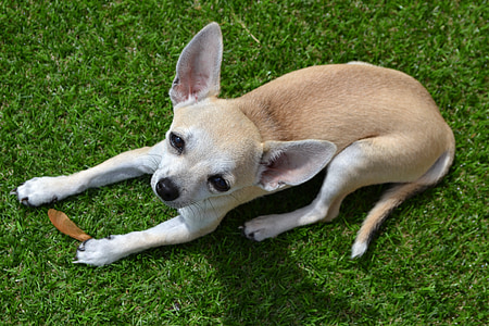 smooth brown Chihuahua puppy thumbnail