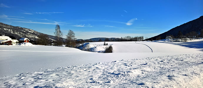 Photo of Snow Near Tress thumbnail