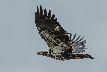 photo of brown and white eagle thumbnail