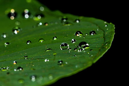 Close Photograpy of Leaf With Water Drop thumbnail