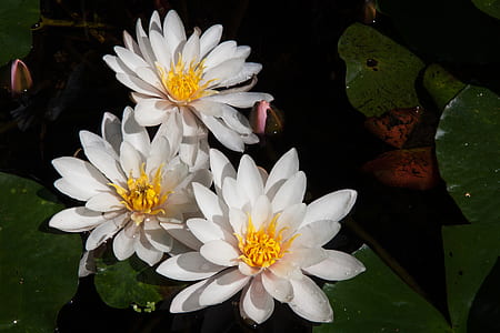 three white water lily flowers thumbnail