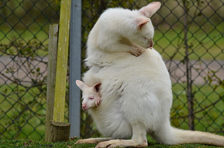white kangaroo with baby on pouch thumbnail