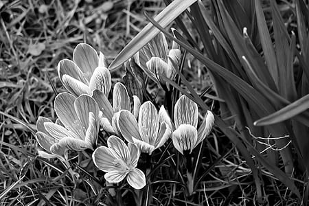 grayscale photography of crocus flowers thumbnail
