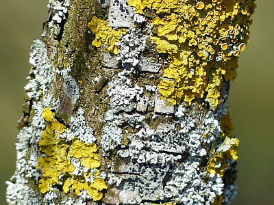 white and yellow fungi thumbnail