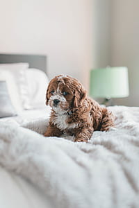 dog on bed frame thumbnail
