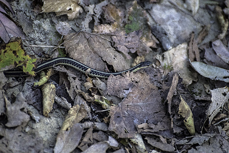 Grass Snake at Ferry Bluff, Wisconsin thumbnail