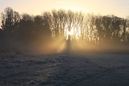 silhouette photography of bare trees with crepuscular rays thumbnail