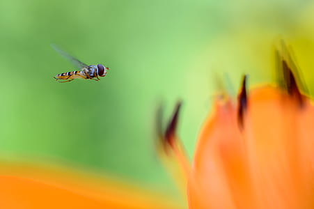 selective focus photography of hoverfly flying near orange flower thumbnail