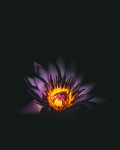 focused photo of purple and yellow flower with black background thumbnail