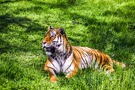 tiger lying on green grass thumbnail
