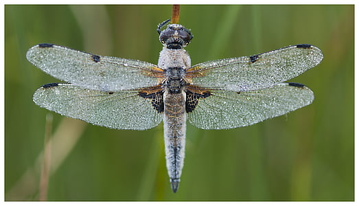 selective focus photography of gray and brown dragonfly on plant stem thumbnail