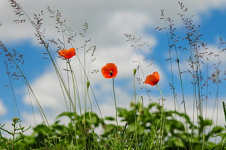 meadow, flower, poppy, wild poppies thumbnail